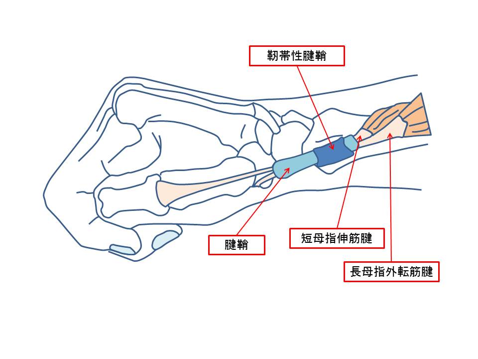 ドケルバン腱鞘炎の解剖図