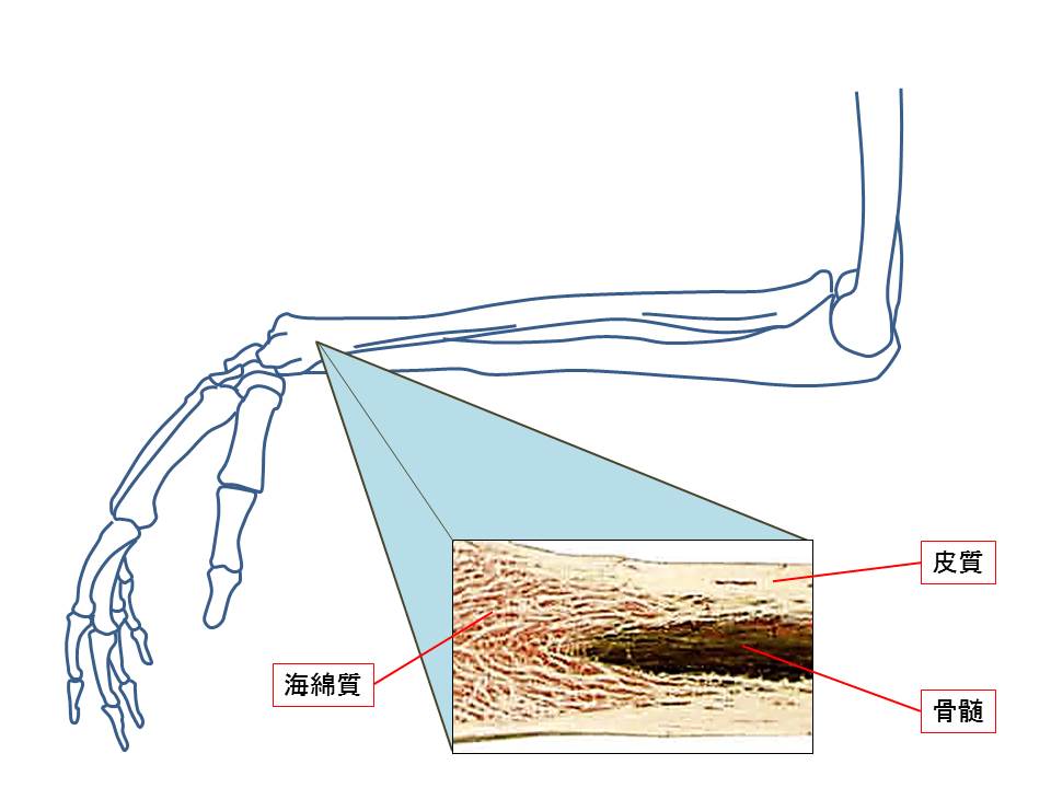 骨の構造の図
