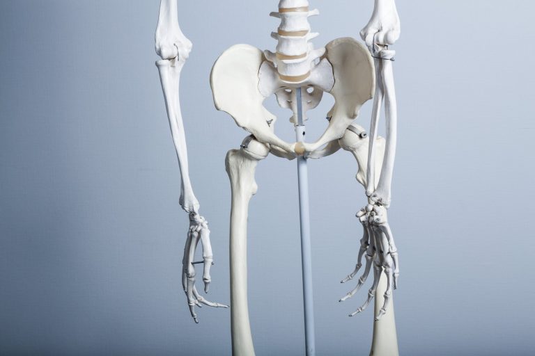 股関節の骨模型