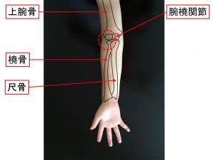 肘の解剖図