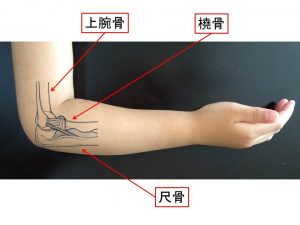 肘の解剖図