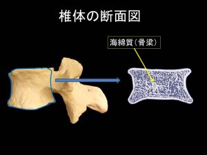 椎体の断面図