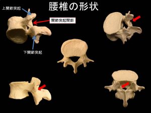 腰椎の形状