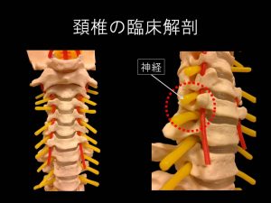 頚椎解剖（２）