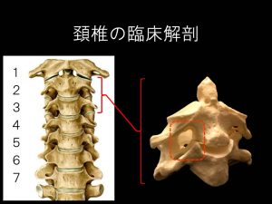 頚椎解剖