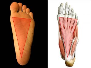 足底の構造の図解