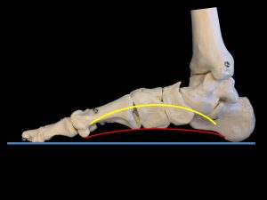 足底の構造（横から見た図）