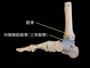 足のMCL損傷 (5)