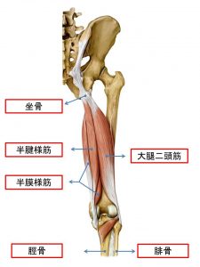 大腿二頭筋