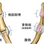 母指の構造