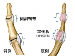 母指の構造