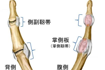 母指の構造