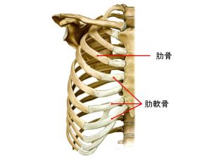 肋骨
