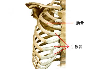 肋骨