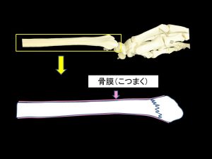 手首の骨の模型画像